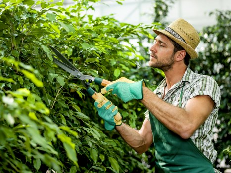 Careful pruning to reduce canopy density near homes in Bethnal Green