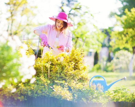 Professional pruning of a tree canopy in a city garden